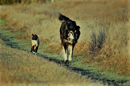 ENDAN4: The supplement for pets with osteoarticular diseases